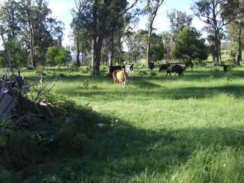 Cows grazing on field against sky