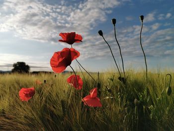 Close-up of red poppy flowers on field against sky