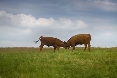 Horses in a field