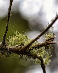 Close-up of lizard on plant