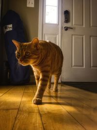 Cat on hardwood floor