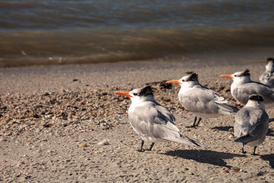 Nesting royal tern thalasseus maximus on the white sands of clam pass in naples