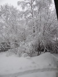 Frozen trees on snow covered landscape