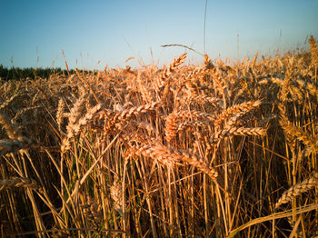 View of wheat field against sky