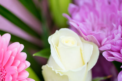 Close-up of pink flowers blooming outdoors