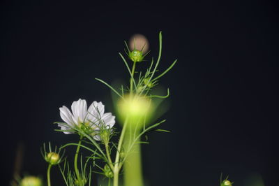 Close-up of flower against black background