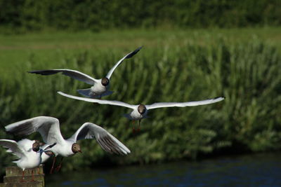 Black-headed gulls flying against plants