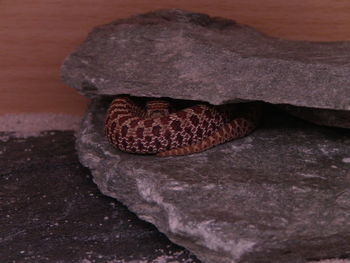 Close-up of lizard on rock