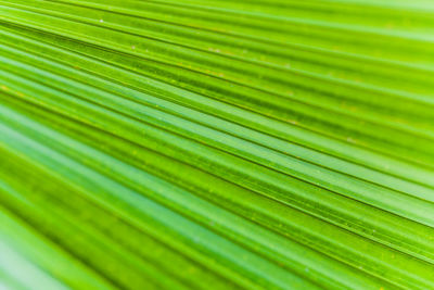 Macro shot of leaf