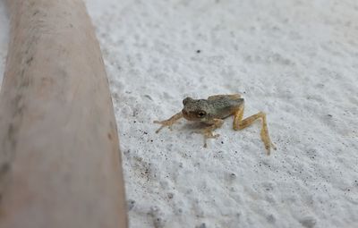 Close-up of lizard on sand