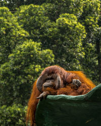 Monkey resting on a tree