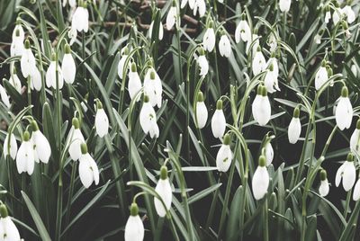 High angle view of snowdrops blooming outdoors