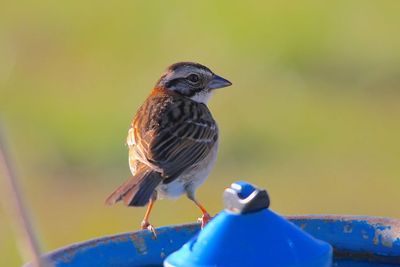 Close-up of bird perching on railing