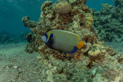 Fish swimming in sea