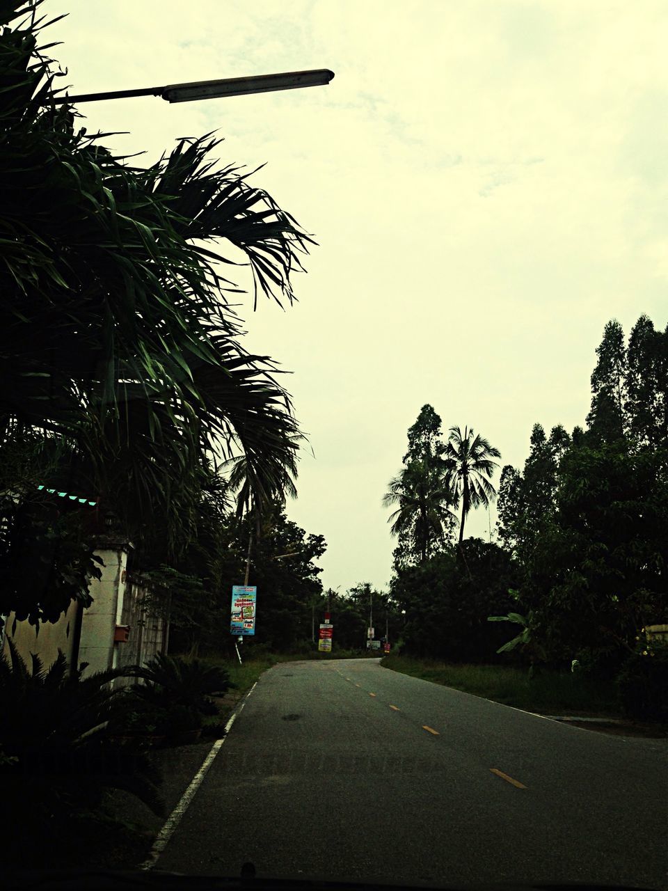 tree, the way forward, road, sky, transportation, street, road marking, empty road, diminishing perspective, empty, built structure, silhouette, vanishing point, palm tree, building exterior, growth, outdoors, architecture, tranquility, no people