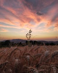 Scenic view of field against sky during sunset