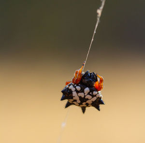 Jewel spider austracantha minax on its web