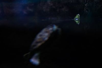 Close-up of jellyfish swimming in water