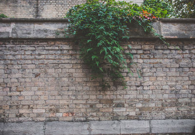 Low angle view of ivy on wall