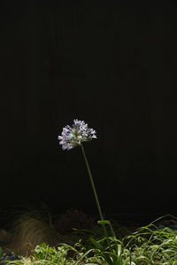 Close-up of flowers against black background