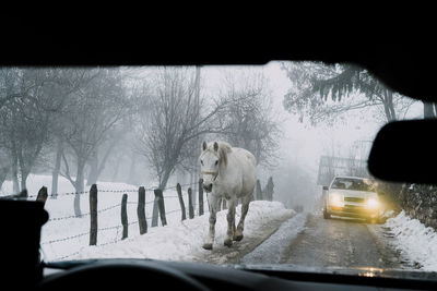 Horse seen through car windshield on in winter