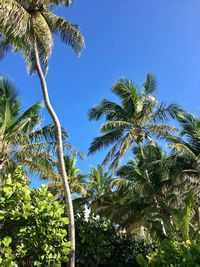 Low angle view of trees against clear blue sky