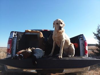 Dog sitting on built structure against clear blue sky