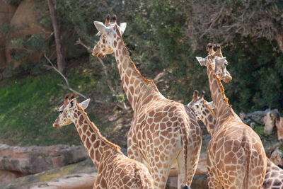 Giraffes at zoo