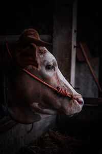 Close-up of horse in stable