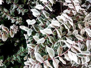 Full frame shot of plants