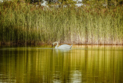 View of ducks swimming in lake