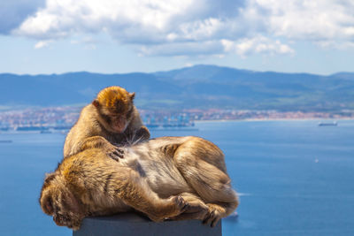 Close-up of monkeys on retaining wall by sea