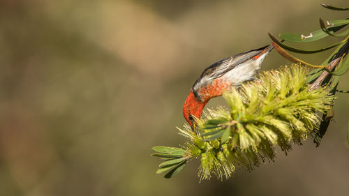 Close-up of bird on plant