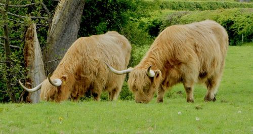 Sheep grazing in a field