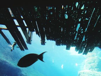 Fish swimming in sea