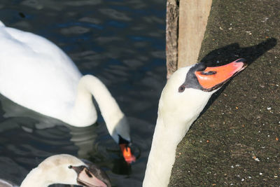 Close-up of birds on lake