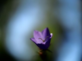 Close-up of purple flowers blooming outdoors