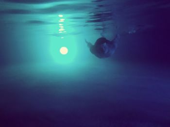 Duck swimming in sea