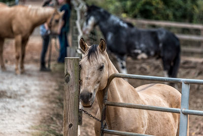 Close-up portrait of horse on field