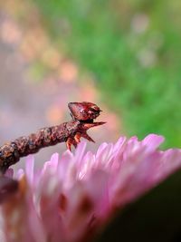 Close-up of insect on pink flower