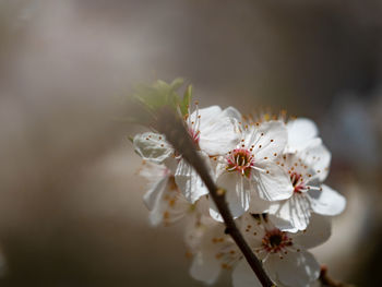 Close-up of white cherry blossom