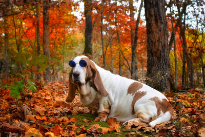 Dog wearing glasses in forest during autumn 