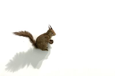 Sheep against white background