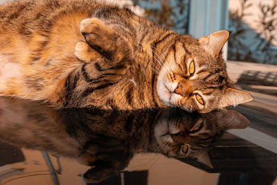 Close-up of a cat