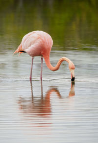 Side view of a bird in water