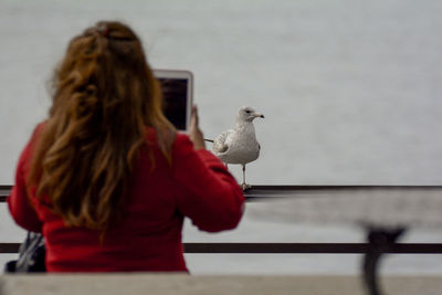 Rear view of woman photographing seagull from digital tablet