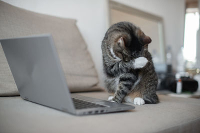 Domestic cat using laptop on sofa