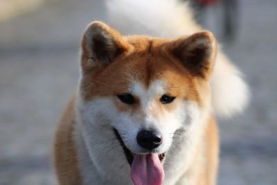 Close-up portrait of a dog