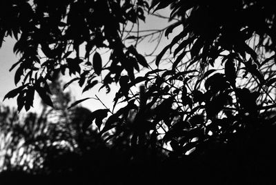 Low angle view of silhouette leaves against sky