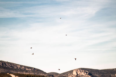 Birds flying in sky